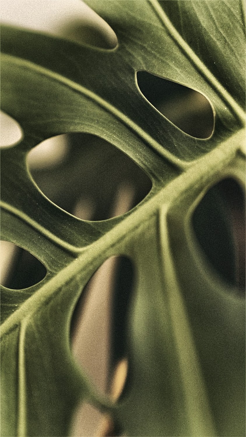 Close-up of a monstera leaf