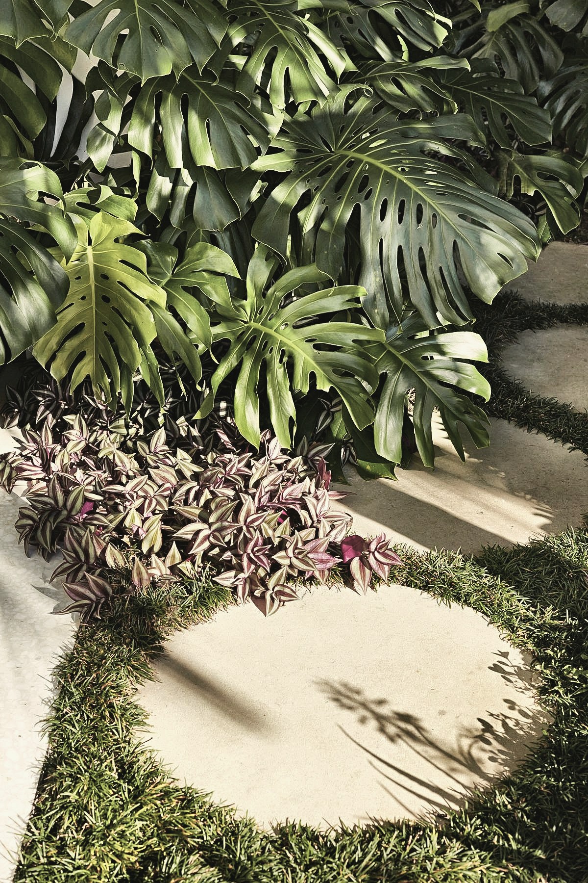 Garden path with monstera and ground cover